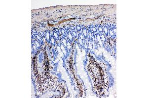 Anti-NRG1 antibody, IHC(P) IHC(P): Rat Intestine Tissue (Neuregulin 1 anticorps  (C-Term))