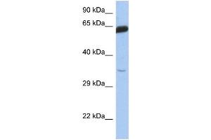 WB Suggested Anti-TCF7 Antibody Titration:  0. (TCF7 anticorps  (Middle Region))