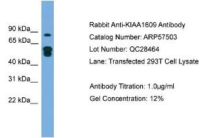 WB Suggested Anti-KIAA1609  Antibody Titration: 0. (KIAA1609 anticorps  (N-Term))