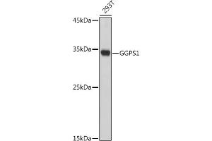 Western blot analysis of extracts of 293T cells, using GGPS1 antibody (ABIN7267376) at 1:1000 dilution. (GGPS1 anticorps  (AA 1-300))