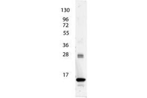 Image no. 1 for anti-Interleukin 3 (IL-3) antibody (ABIN1102488) (IL-3 anticorps)