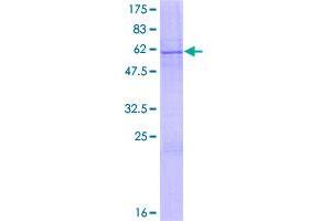 Image no. 1 for Lck Interacting Transmembrane Adaptor 1 (LIME1) (AA 1-295) protein (GST tag) (ABIN1309432)