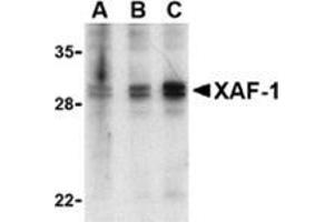 Western blot analysis of XAF-1 in human spleen lysate with AP30989PU-N (IN) at 1 (lane A), 2 (lane B), and 4 (lane C) μg/ml, respectively.