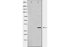 Western blot analysis of extracts of HEK-293, using XPA antibody. (XPA anticorps  (Internal Region))