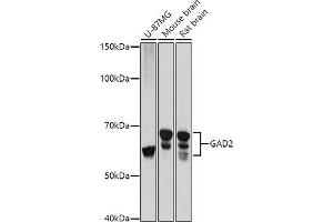Western blot analysis of extracts of various cell lines, using G antibody (ABIN3021187, ABIN3021188, ABIN3021189 and ABIN6214056) at 1:1000 dilution.