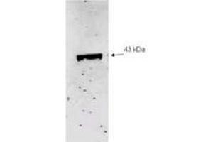 Image no. 2 for anti-Sialidase 2 (Cytosolic Sialidase) (NEU2) (AA 110-124) antibody (ABIN303817) (NEU2 anticorps  (AA 110-124))