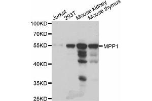 Western blot analysis of extracts of various cell lines, using MPP1 antibody (ABIN5973720) at 1/1000 dilution. (MPP1 anticorps)