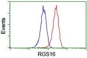 Image no. 2 for anti-Regulator of G-Protein Signaling 16 (RGS16) antibody (ABIN1500688) (RGS16 anticorps)
