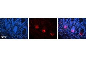 Rabbit Anti-TMEM26 Antibody Catalog Number: ARP71768_P050 Formalin Fixed Paraffin Embedded Tissue: Human Human Colon Tissue Observed Staining: Plasma membrane, Cytoplasm Primary Antibody Concentration: 1:100 Other Working Concentrations: 1:600 Secondary Antibody: Donkey anti-Rabbit-Cy3 Secondary Antibody Concentration: 1:200 Magnification: 20X Exposure Time: 0. (TMEM26 anticorps  (C-Term))