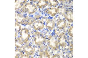 Immunohistochemistry of paraffin-embedded mouse liver using HADH antibody. (HADH anticorps)