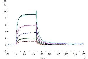 Human B7-H2, hFc Tag captured on Protein A chip, can bind Human ICOS(C136S,C137S), His Tag with an affinity constant of 40.