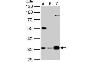 WB Image GAS2L1 antibody detects GAS2L1 protein by Western blot analysis. (GAS2L1 anticorps)