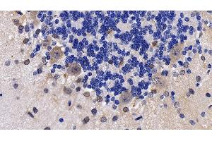 Detection of NPS in Rat Cerebellum Tissue using Polyclonal Antibody to Neuropeptide S (NPS)