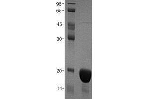 Validation with Western Blot