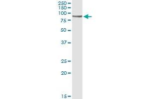 Immunoprecipitation of CD19 transfected lysate using anti-CD19 monoclonal antibody and Protein A Magnetic Bead , and immunoblotted with CD19 MaxPab rabbit polyclonal antibody.