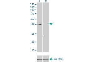 Western blot analysis of DUSP6 over-expressed 293 cell line, cotransfected with DUSP6 Validated Chimera RNAi (Lane 2) or non-transfected control (Lane 1).