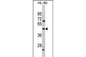 Western blot analysis of PTAR1 Antibody (Center) (ABIN652563 and ABIN2842379) in HL-60 cell line lysates (35 μg/lane). (PTAR1 anticorps  (AA 60-89))