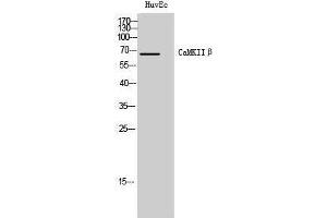 Western Blotting (WB) image for anti-Calcium/calmodulin-Dependent Protein Kinase II beta (CAMK2B) (Internal Region) antibody (ABIN3180521) (CAMK2B anticorps  (Internal Region))