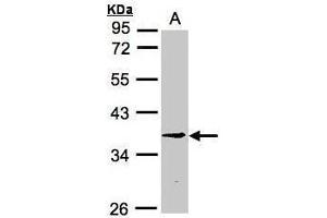WB Image Sample (30μg whole cell lysate) A:H1299 10% SDS PAGE antibody diluted at 1:3000 (RPF2 anticorps)