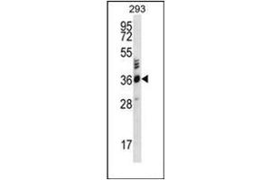 Western blot analysis of OR2T27 Antibody (C-term) in 293 cell line lysates (35ug/lane). (OR2T27 anticorps  (C-Term))