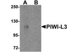 Western blot analysis of PIWI-L3 in 3T3 cell lysate with PIWI-L3 antibody at 1 μg/ml in (A) the absence and (B) the presence of blocking peptide.