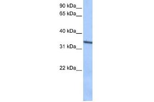 Septin 9 antibody used at 0. (Septin 9 anticorps  (C-Term))