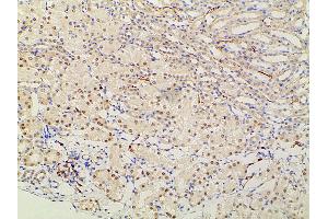 ABIN6277691 at 1/100 staining mouse kidney tissue sections by IHC-P. (Ephrin B2 anticorps  (C-Term))