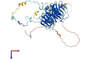 AlphaFold protein structure predicition of Mouse Recombinant Rbbp5 Protein, UniprotID Q8BX09
