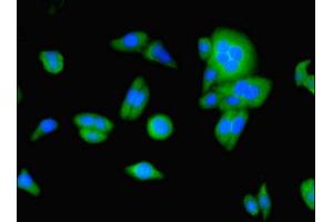 Immunofluorescent analysis of HepG2 cells using ABIN7174376 at dilution of 1:100 and Alexa Fluor 488-congugated AffiniPure Goat Anti-Rabbit IgG(H+L)