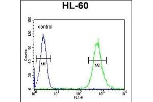 S35E2 Antibody (N-term) (ABIN654754 and ABIN2844438) flow cytometric analysis of HL-60 cells (right histogram) compared to a negative control cell (left histogram). (SLC35E2 anticorps  (N-Term))