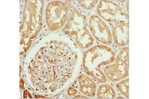 Immunohistochemistry of paraffin-embedded human kidney tissue using ABIN7161805 at dilution of 1:100 (PPP1R8 anticorps  (AA 1-209))