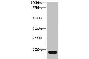Western blot All lanes: IL36RN antibody at 16 μg/mL + Mouse stomach tissue Secondary Goat polyclonal to rabbit IgG at 1/10000 dilution Predicted band size: 17 kDa Observed band size: 17 kDa (FIL1d anticorps  (AA 1-155))