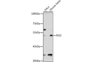 Western blot analysis of extracts of various cell lines, using PISD antibody (ABIN1682166, ABIN3019067, ABIN3019068 and ABIN6220697) at 1:3000 dilution. (PISD anticorps  (AA 1-375))