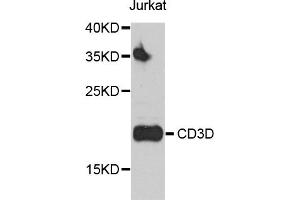 Western blot analysis of extracts of Jurkat cells, using CD3D antibody (ABIN5970580) at 1/500 dilution. (CD3D anticorps)
