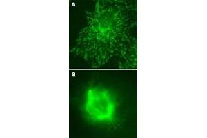Immunofluorescent staining for (A) MAPRE3 over expressed COS-7 cells and (B) cell mitosis with MAPRE3 monoclonal antibody, clone KT36 . (MAPRE3 anticorps)