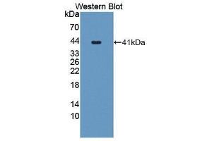 Western Blotting (WB) image for anti-CART Prepropeptide (CARTPT) (AA 28-129) antibody (ABIN1867029) (CARTPT anticorps  (AA 28-129))