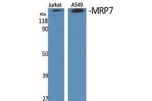 Western Blot (WB) analysis of specific cells using MRP7 Polyclonal Antibody. (ABCC10 anticorps  (Internal Region))