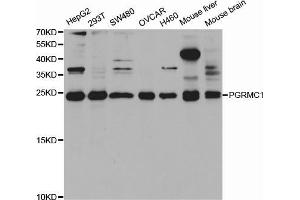Western blot analysis of extracts of various cell lines, using PGRMC1 antibody (ABIN5973273) at 1/1000 dilution. (PGRMC1 anticorps)