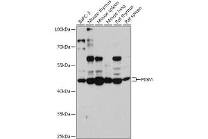 Western blot analysis of extracts of various cell lines, using PIGM antibody (ABIN7269294) at 1:1000 dilution.