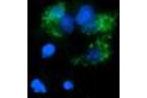 Image no. 3 for anti-Proline Synthetase Co-Transcribed (PROSC) antibody (ABIN1500439)