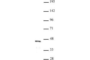 FOXL2 pAb tested by Western blot. (FOXL2 anticorps  (N-Term))
