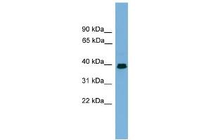 WB Suggested Anti-ANGPTL7 Antibody Titration:  0.