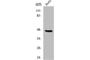 Western Blot analysis of 293 cells using β-1,4-Gal-T5 Polyclonal Antibody (B4GALT5 anticorps  (C-Term))