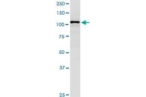 RANBP5 monoclonal antibody (M01), clone 1C4.