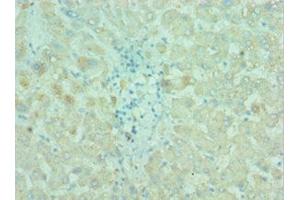 anti-Baculoviral IAP Repeat Containing 2 (BIRC2) (AA 1-300) antibody