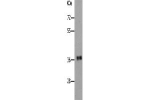 Western Blotting (WB) image for anti-Par-6 Partitioning Defective 6 Homolog alpha (PARD6A) antibody (ABIN2431759)
