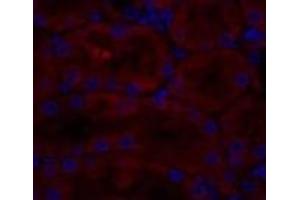 Immunofluorescence analysis of Rat kidney tissue using CAV1 Polyclonal Antibody at dilution of 1:200. (Caveolin-1 anticorps)