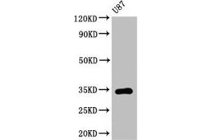 Western Blot Positive WB detected in: U87 whole cell lysate All lanes: TEF antibody at 3. (TEF anticorps  (AA 7-303))