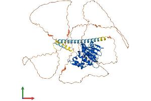 AlphaFold protein structure predicition of Human Recombinant SENP1 Protein, UniprotID Q9P0U3