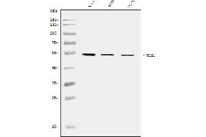 Western blot analysis of TEF1/TEAD-1/TEAD1 using anti-TEF1/TEAD-1/TEAD1 antibody (ABIN7601545).